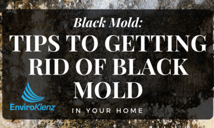 Black Mold: Tips to Getting Rid of Black Mold in Your Home
