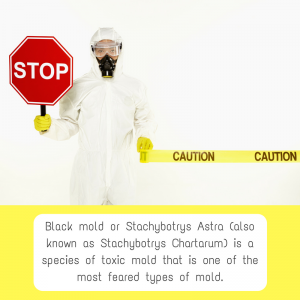 How Dangerous is Black Mold?
