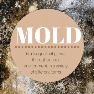 What Causes Mold Growth?