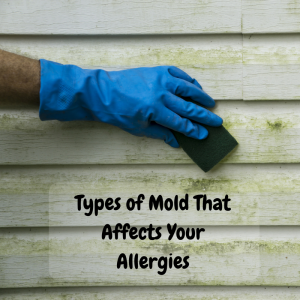 Types of Mold That Affects Your Allergies