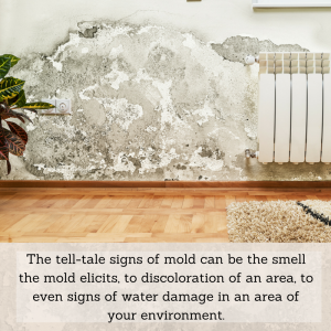How to detect mold