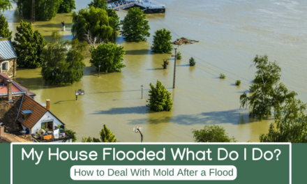 My House Flooded What Do I Do? How to Deal with Mold After a Flood
