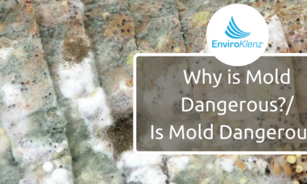 Is Mold Dangerous?