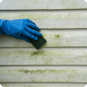 Eliminate Mold From Home