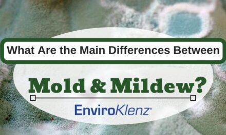 What Are The Main Differences Between Mold and Mildew?