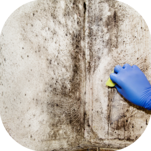 What is the amount of mold in your home