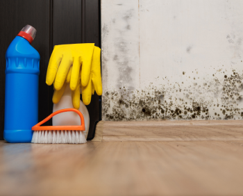 How to Get Rid of Black Mold in House