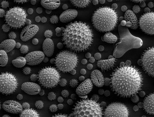 Types of Pollen Allergies