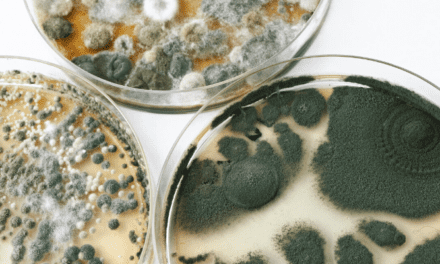How to Find Hidden Mold in Your House