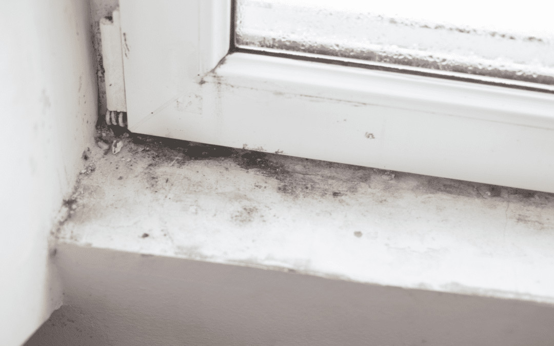 How To Get Rid Of Winter Mold?