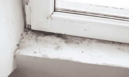 How To Get Rid Of Winter Mold?