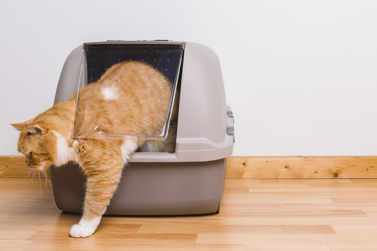 do air purifiers help with litter box odors?