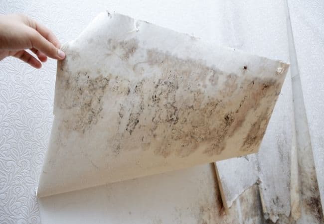 How Does Mold Grow Indoors?