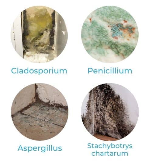 Common Household Mold