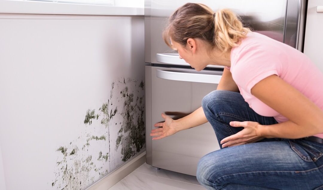 What Does Mold Smell Like in Walls – How to Know