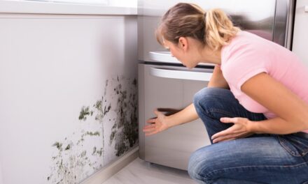 What Does Mold Smell Like in Walls – How to Know