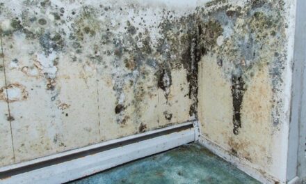 How Long Does It Take for Mold to Grow – All You Need to Know