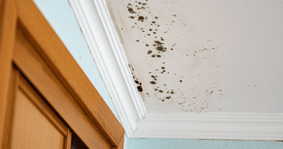Exposure to mold can result in various unpleasant side effects, and common neurological symptoms of mold exposure include the following.